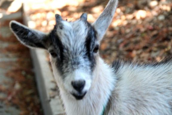 Lil G ponders who the next victim of her cuteness will be (Photo: Sarah Phelan).